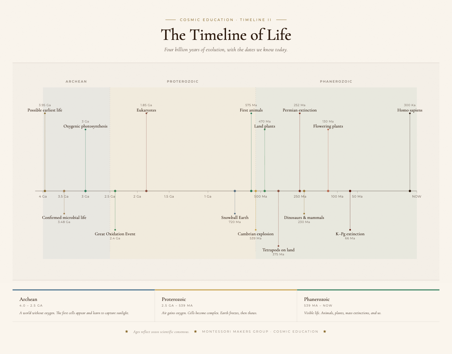 Timeline of Life